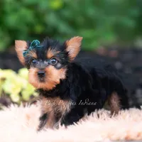 Suki, a male Yorkshire Terrier for sale in Warsaw, IN – 6 of 8