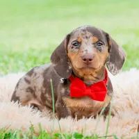 Sprout AKC, a male Miniature Dachshund for sale in Warsaw, IN – 6 of 8