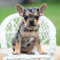 Cookie, a female French Bulldog for sale in Warsaw, IN – 3 of 6