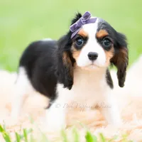 Prissy UABR, a female Cavalier King Charles Spaniel for sale in Warsaw, IN – 6 of 9