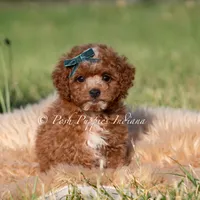 Tiny Waffles, a female Miniature Goldendoodle for sale in Warsaw, IN – 5 of 6