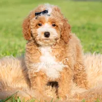 Pluto, a male Poodle - Toy  for sale in Warsaw, IN – 2 of 6