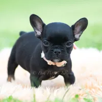 Sweet Pepper AKC, a female French Bulldog for sale in Warsaw, IN – 3 of 5