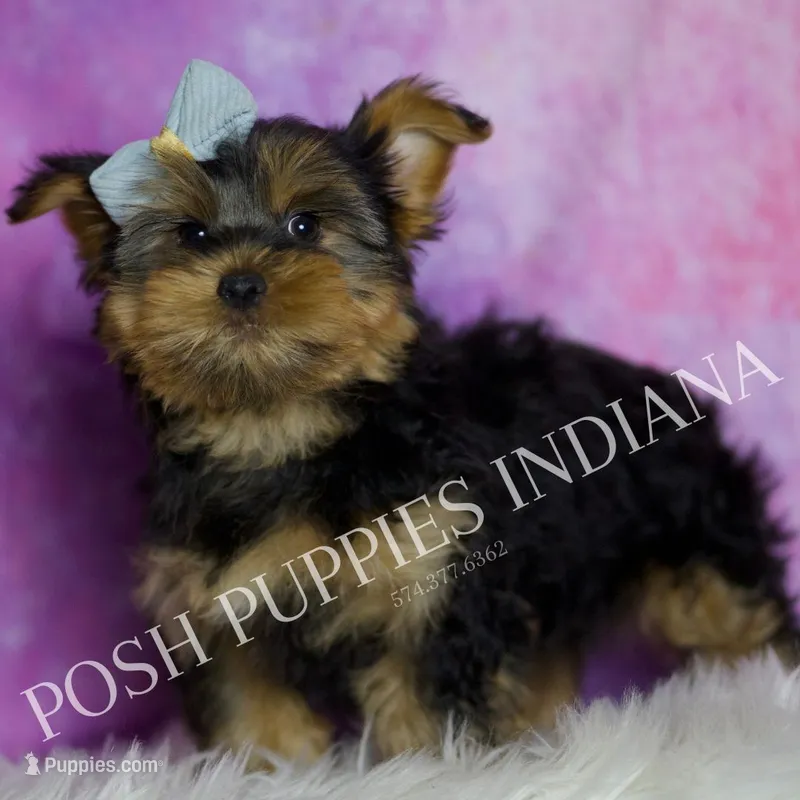 Buttons – Yorkshire Terrier puppy for sale in Warsaw, IN