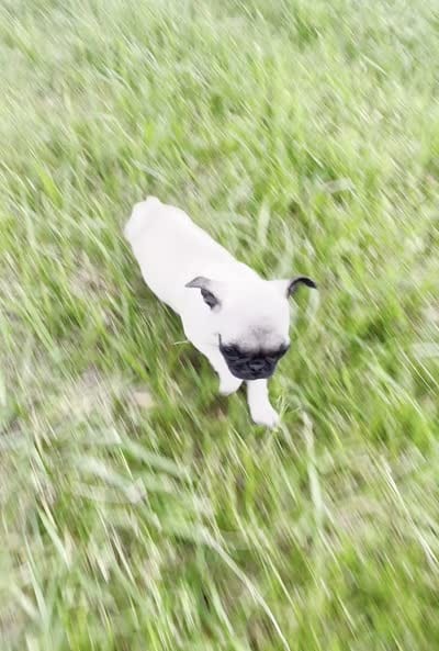 Lovebug, a female Pug for sale in Warsaw, IN – 6 of 6