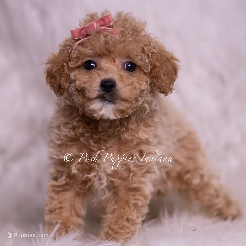 Kinsley – Maltipoo puppy for sale in Warsaw, IN