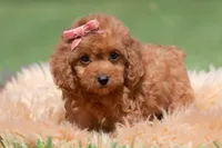 Cupcake F1, a female Maltipoo for sale in Warsaw, IN – 2 of 10
