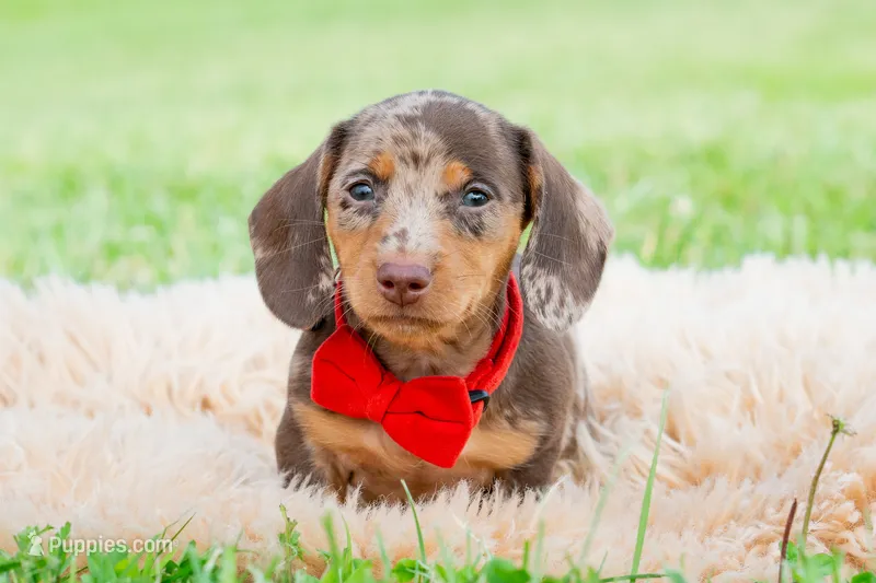 Sprout AKC – Miniature Dachshund puppy for sale in Warsaw, IN