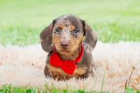 Sprout AKC, a male Miniature Dachshund for sale in Warsaw, IN – 1 of 8