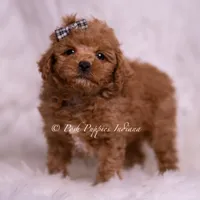 Bravo, a male Maltipoo for sale in Warsaw, IN – 8 of 8