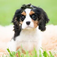 Charles UABR, a male Cavalier King Charles Spaniel for sale in Warsaw, IN – 2 of 6