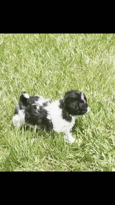 ZOA , a female Shih Tzu for sale in Warsaw, IN – 6 of 6