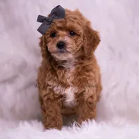 Milo, a male Poodle - Toy  for sale in Warsaw, IN – 3 of 5
