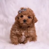 Bravo, a male Maltipoo for sale in Warsaw, IN – 7 of 8