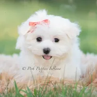 Tulip, a female Maltese for sale in Warsaw, IN – 7 of 8