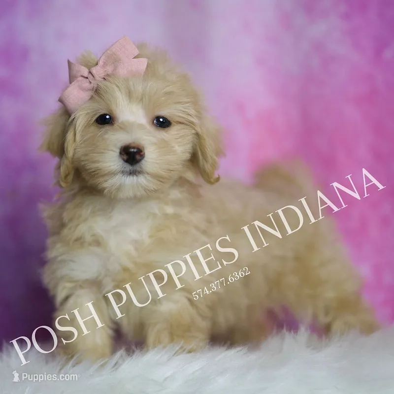 Peach – Maltipoo puppy for sale in Warsaw, IN