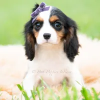 Prissy UABR, a female Cavalier King Charles Spaniel for sale in Warsaw, IN – 5 of 9
