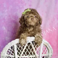 dillie, a male Poodle - Toy  for sale in Warsaw, IN – 2 of 6