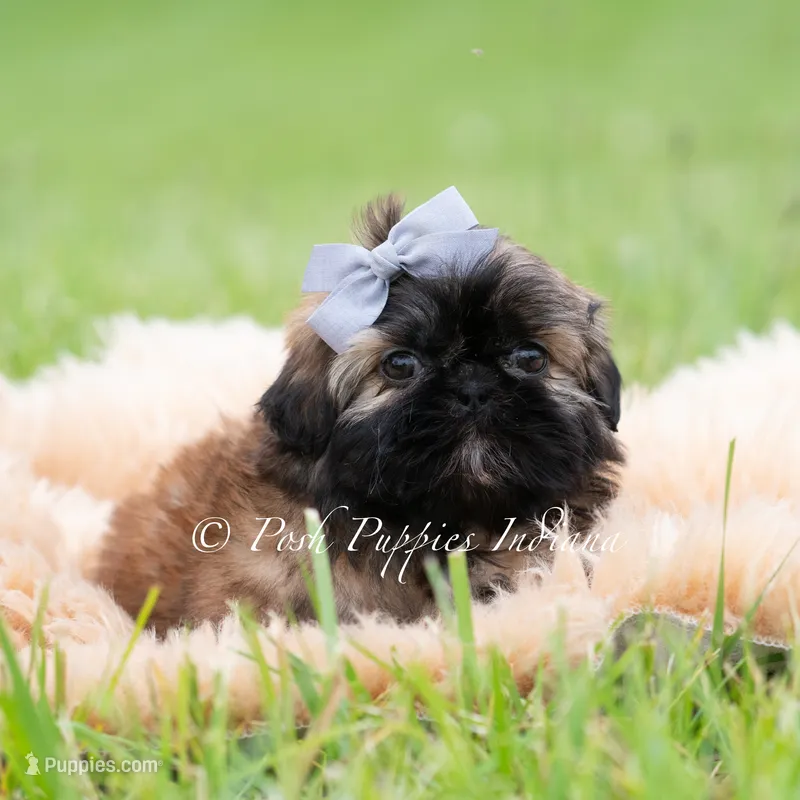 Alamo Imperial AKC – Shih Tzu puppy for sale in Warsaw, IN