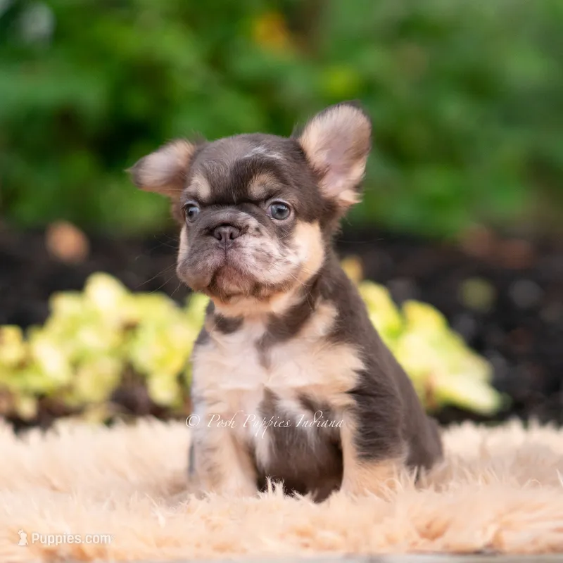 Baby Yoda AKC – French Bulldog puppy for sale in Warsaw, IN