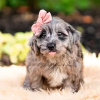 Gucci, a female Yorkshire Terrier and Poodle - Toy  for sale in Warsaw, IN – 4 of 7
