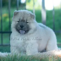 Vision, a male Chow Chow for sale in Warsaw, IN – 2 of 8