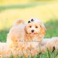 louie, a male Poodle - Toy  for sale in Warsaw, IN – 4 of 6