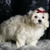 Demeter, a male Maltipoo for sale in Warsaw, IN – Photo 7 of 7