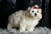 Demeter, a male Maltipoo for sale in Warsaw, IN – Photo 7 of 7