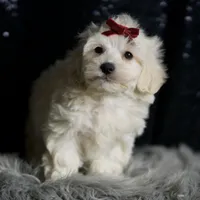 Demeter, a male Maltipoo for sale in Warsaw, IN – Photo 5 of 7