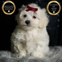 Demeter, a male Maltipoo for sale in Warsaw, IN – Photo 3 of 7