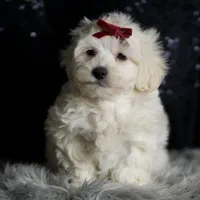 Demeter, a male Maltipoo for sale in Warsaw, IN – Photo 4 of 7