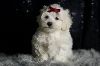 Demeter, a male Maltipoo for sale in Warsaw, IN – Photo 4 of 7
