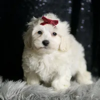 Demeter, a male Maltipoo for sale in Warsaw, IN – Photo 6 of 7