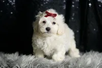 Demeter, a male Maltipoo for sale in Warsaw, IN – Photo 6 of 7