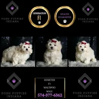 Demeter, a male Maltipoo for sale in Warsaw, IN – Photo 2 of 7