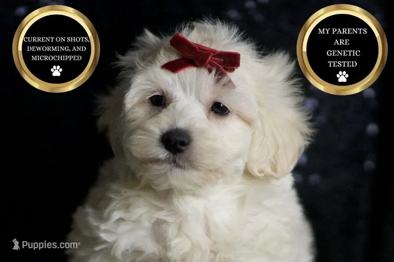 Demeter, a male Maltipoo for sale in Warsaw, IN – Photo 1 of 7