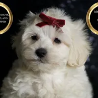 Demeter, a male Maltipoo for sale in Warsaw, IN – Photo 1 of 7