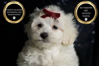 Demeter, a male Maltipoo for sale in Warsaw, IN – Photo 1 of 7