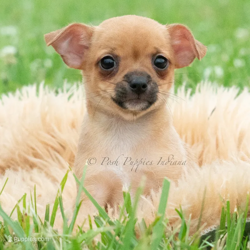Cortez – Chihuahua puppy for sale in Warsaw, IN