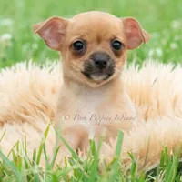 Cortez, a male Chihuahua for sale in Warsaw, IN – 1 of 6