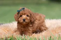 Putt Putt F1, a male Maltipoo for sale in Warsaw, IN – 6 of 10
