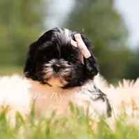 Penny, a female Shih Tzu for sale in Warsaw, IN – 4 of 4