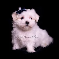 tatertot, a male Maltese for sale in Warsaw, IN – 9 of 10