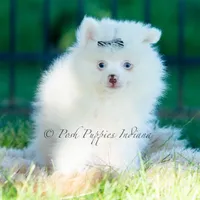 Marshmallow, a male Pomeranian for sale in Warsaw, IN – 5 of 6