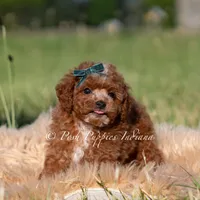 Tiny Waffles, a female Miniature Goldendoodle for sale in Warsaw, IN – 2 of 6