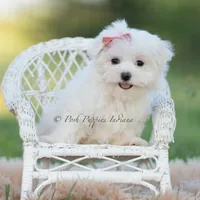 Tulip, a female Maltese for sale in Warsaw, IN – 5 of 8
