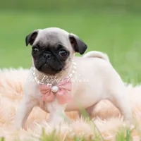 Lovebug, a female Pug for sale in Warsaw, IN – 2 of 6