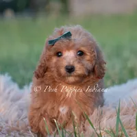 Churro, a male Maltipoo for sale in Warsaw, IN – 4 of 6