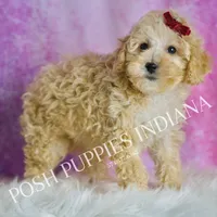 minnie, a female Maltipoo for sale in Warsaw, IN – 5 of 9
